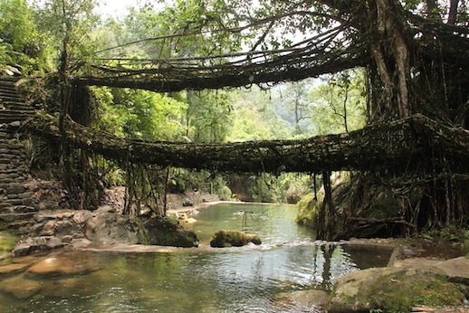 Living Root Bridge